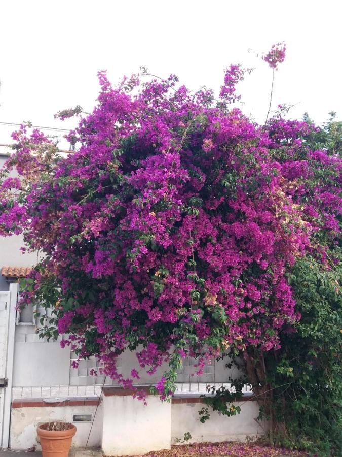 Casa Agrumeto - Locazione Turistica Mondello Ngoại thất bức ảnh